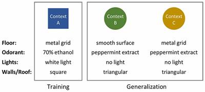 Sex Differences in Remote Contextual Fear Generalization in Mice